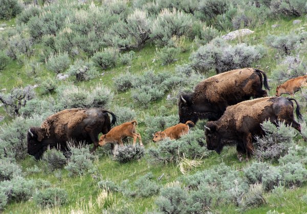 Wildlife